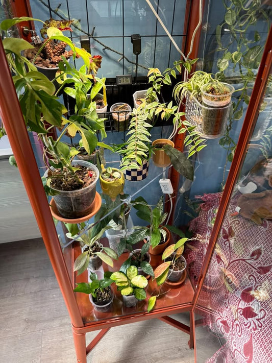 Shelves for Fabrikor Tall