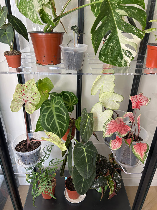 Shelves for Milsbo Tall (3-5 days processing time)
