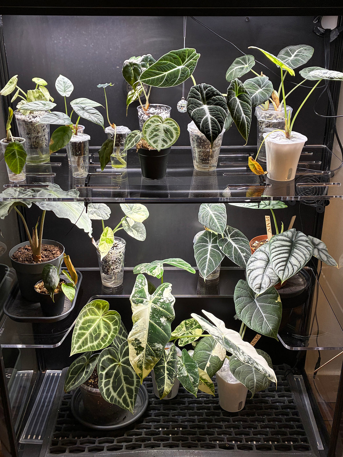 Shelves for Rudsta Wide